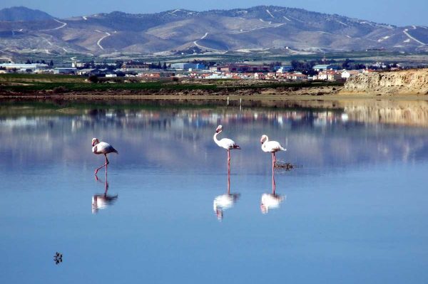 Flamingos_at_Larnaka_Salt_Lake